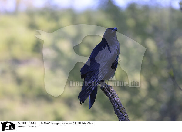 Kolkrabe / common raven / FF-14348