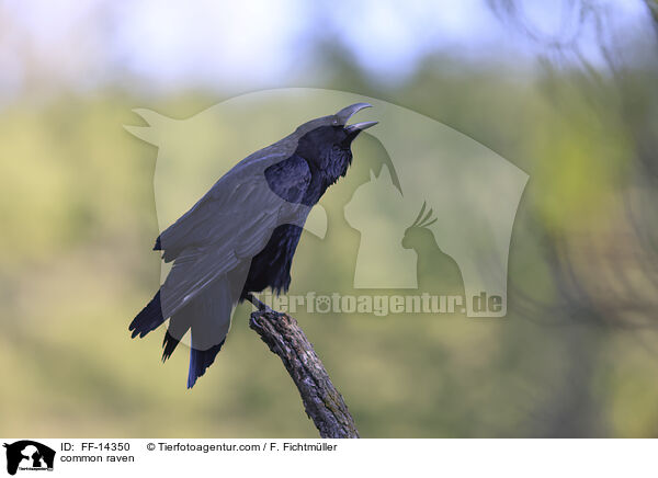 Kolkrabe / common raven / FF-14350