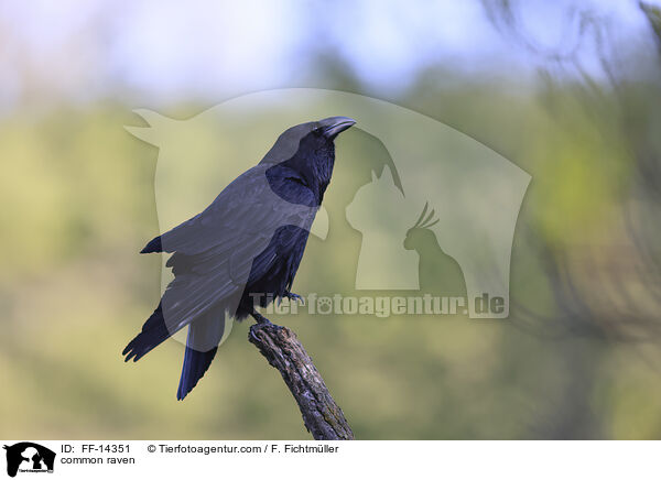 common raven / FF-14351