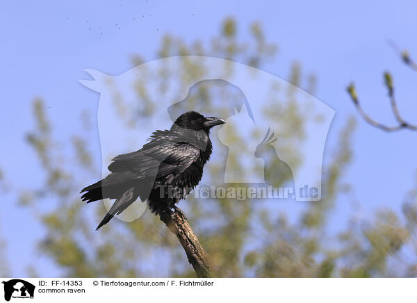 Kolkrabe / common raven / FF-14353