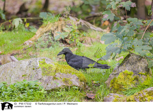 Kolkrabe / common raven / PW-17332
