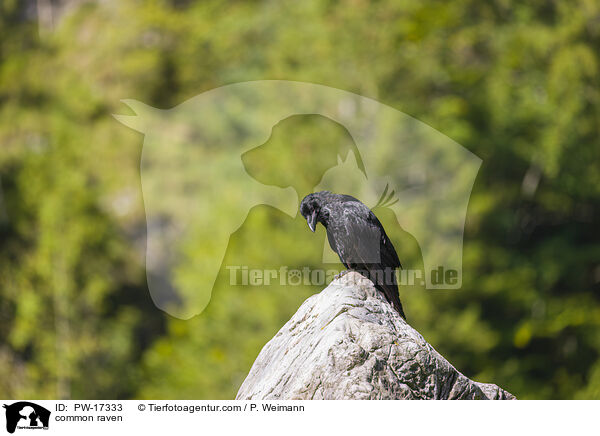 common raven / PW-17333