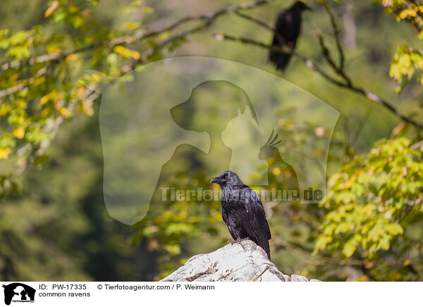 Kolkraben / common ravens / PW-17335