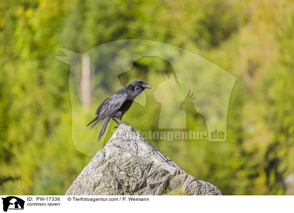 Kolkrabe / common raven / PW-17336