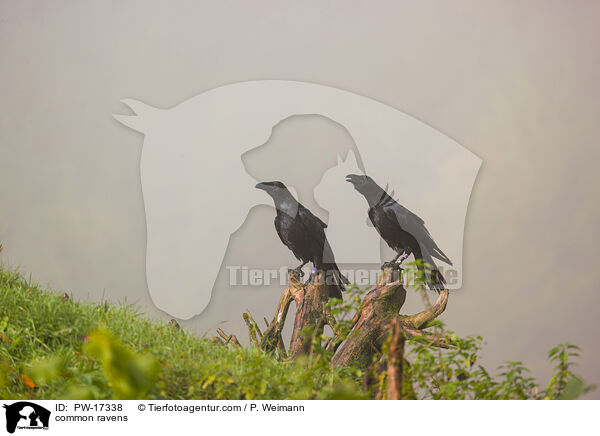 Kolkraben / common ravens / PW-17338