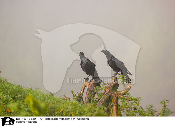 Kolkraben / common ravens / PW-17339