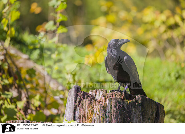 Kolkrabe / common raven / PW-17342