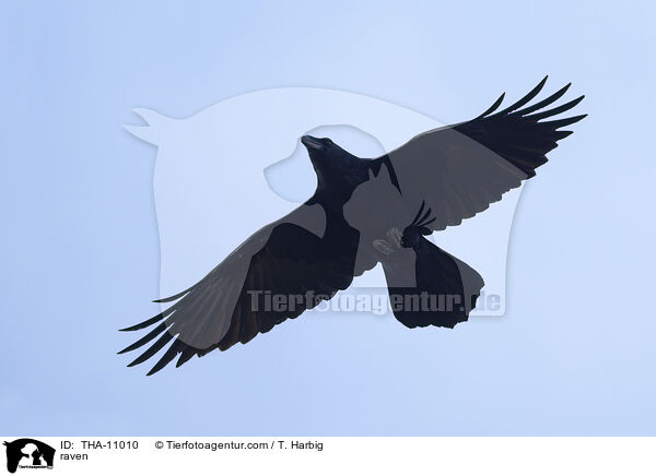 Kolkrabe / raven / THA-11010