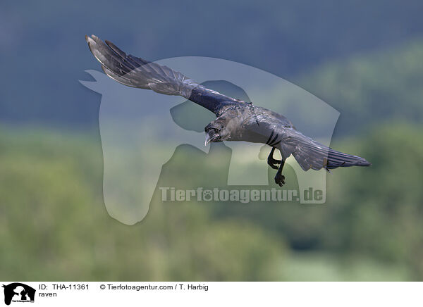 Kolkrabe / raven / THA-11361