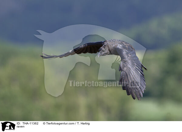 Kolkrabe / raven / THA-11362