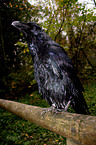 Common Raven