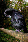 Common Raven