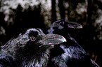 Common Raven