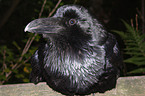 Common Raven