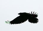 Common Raven