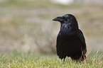 common raven