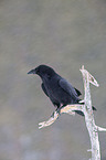 common raven