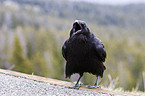 common raven