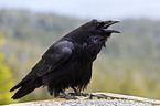 common raven