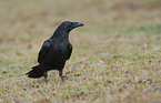 common raven