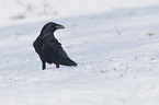 common raven