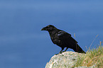 common raven