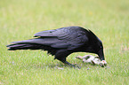 common raven