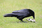 common raven