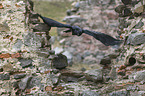 common raven