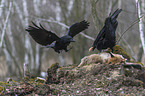 2 common ravens