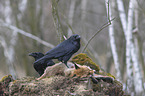 2 common ravens