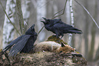 2 common ravens