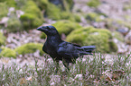 common raven