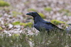 common raven