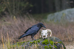 common raven