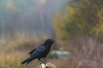 common raven