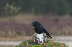 common raven