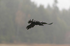 common raven