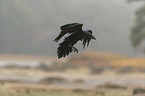 common raven