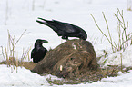 Northern Ravens