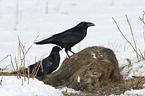 Northern Ravens