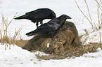 Northern Ravens