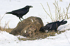 Northern Ravens