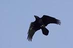 flying Northern Raven