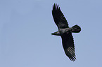 flying Northern Raven