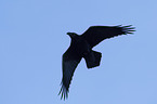 flying Northern Raven