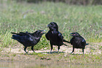 Northern Ravens at the water