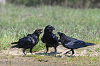 Northern Ravens at the water
