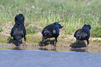 Northern Ravens at the water