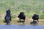 Northern Ravens at the water